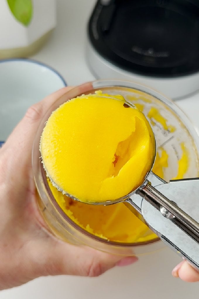 Delicious and healthy mango sorbet being scooped out of the Ninja pot using a stainless steel ice cream scoop.